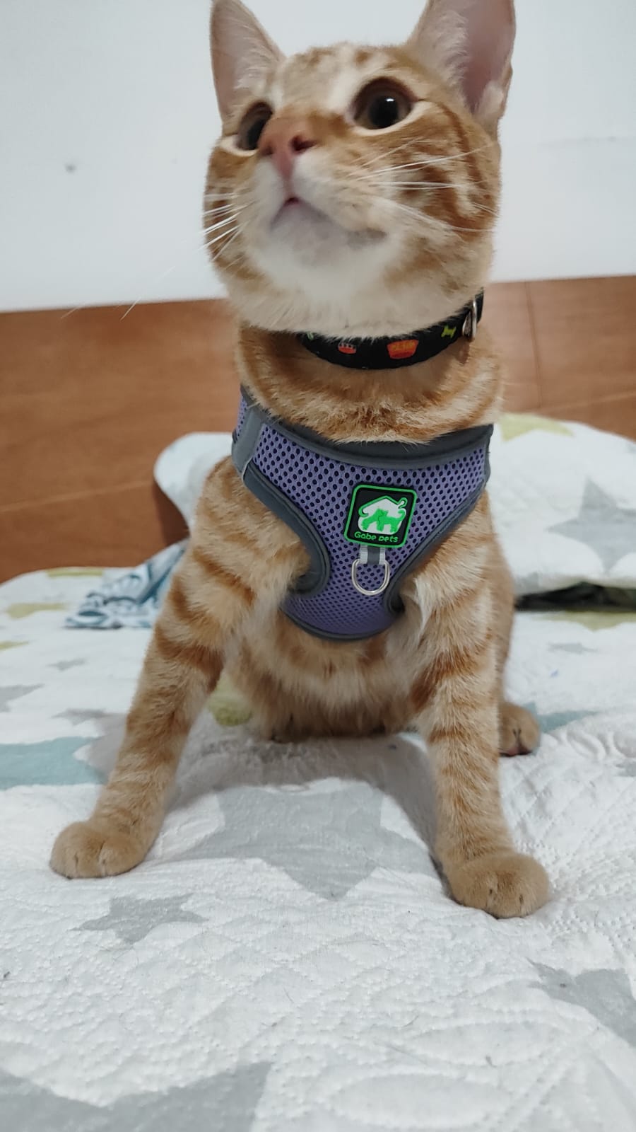 Arnés Con Traílla Sencilla - Xl - Vista alternativa