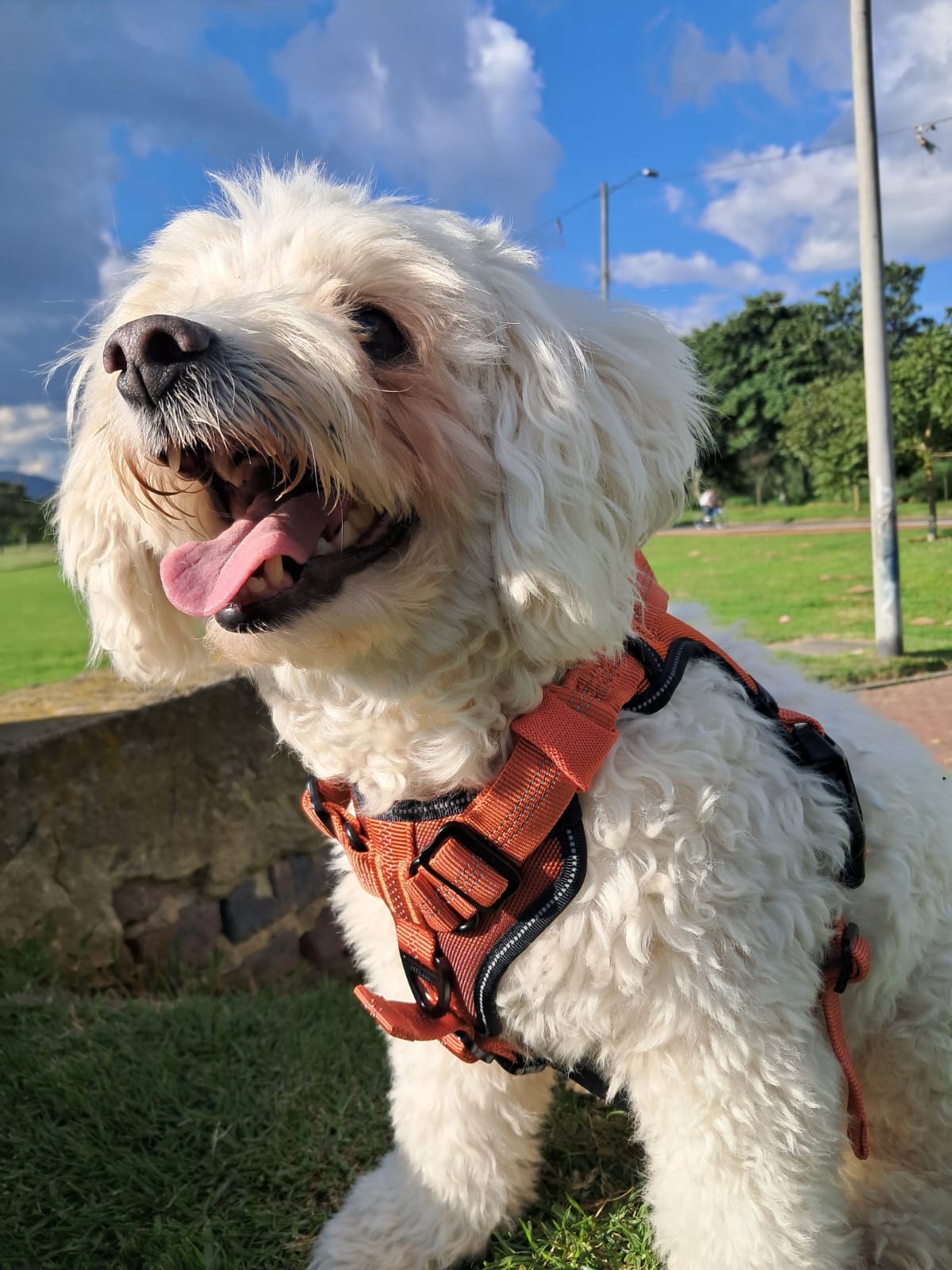 Arnés Pechera Absorción Impactos- M - Vista alternativa