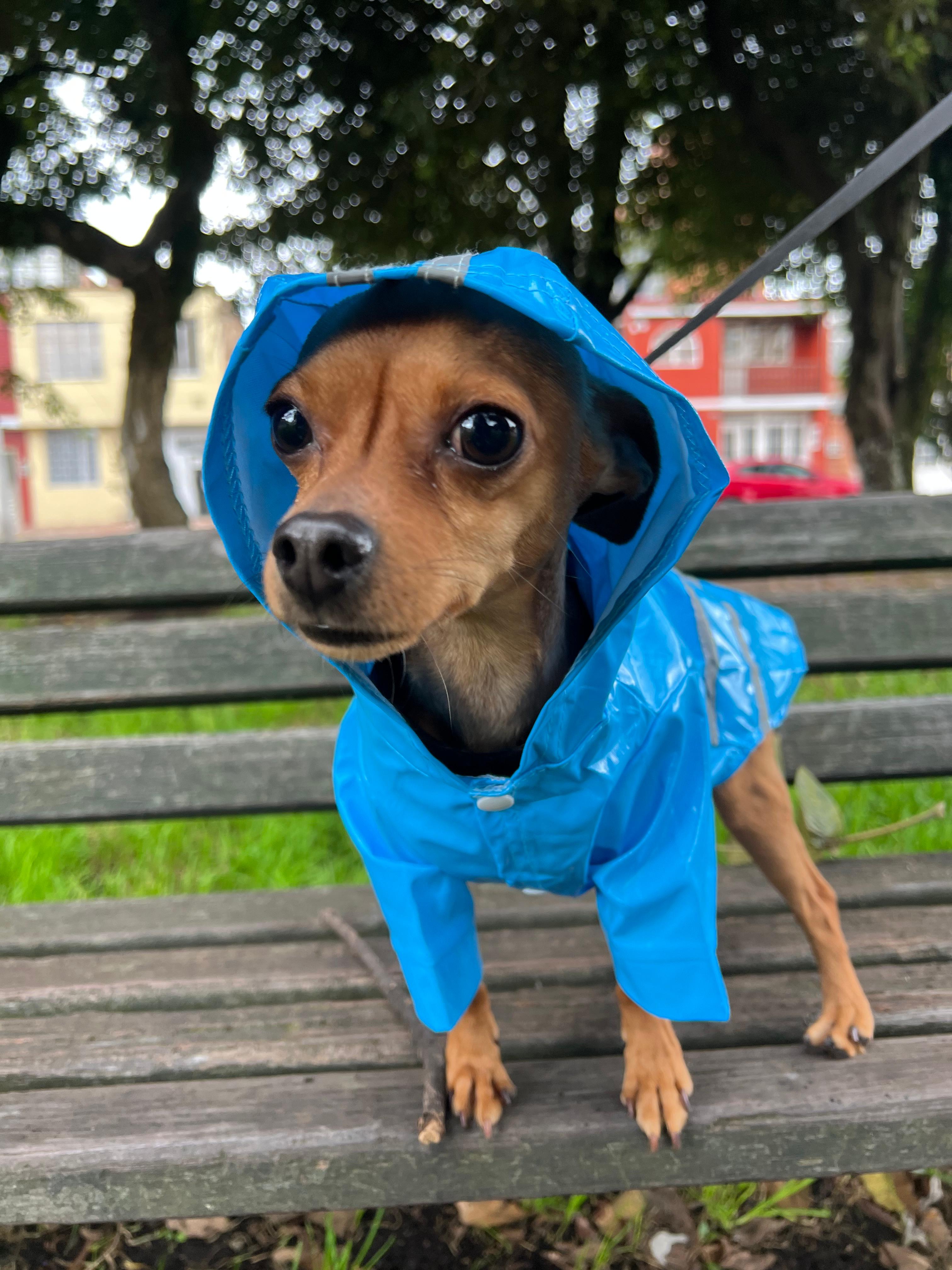 Chaqueta Impermeable Raza Pequeña Talla M - Vista alternativa